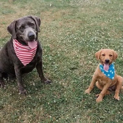 Stars and Stripes Reversible Dog Bandana - The Flag Lady